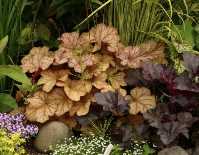 heuchera bladeren