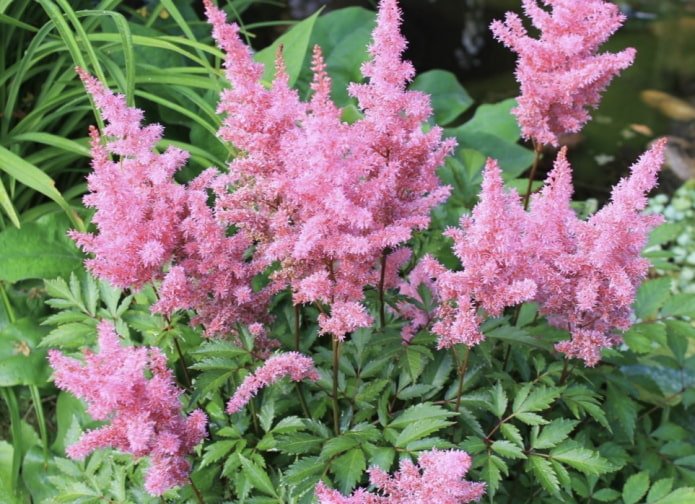 roze astilbe