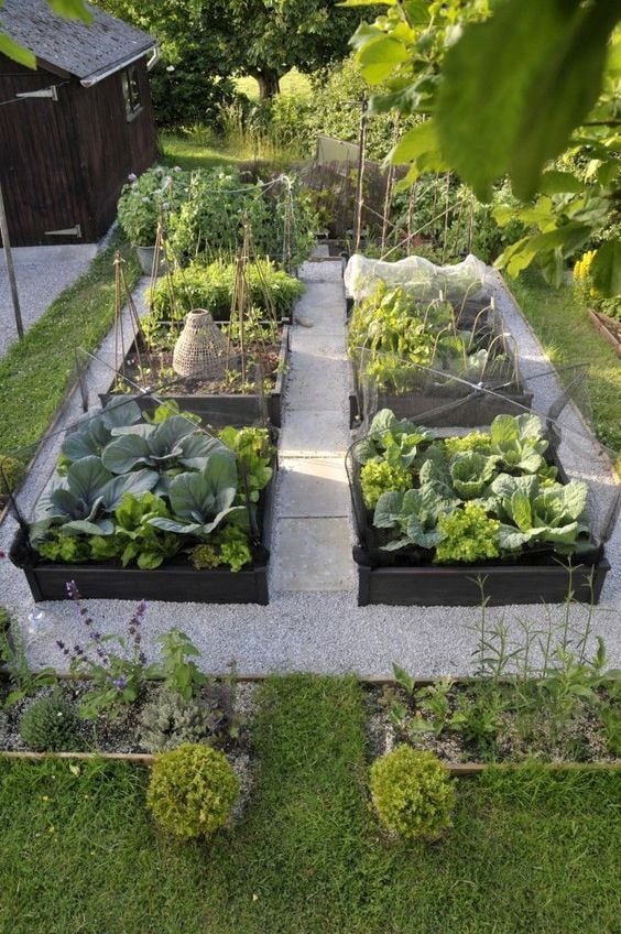 Moestuin met omlijste bedden