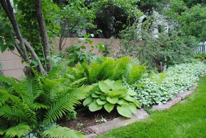 Onderhoudsvriendelijke tuin