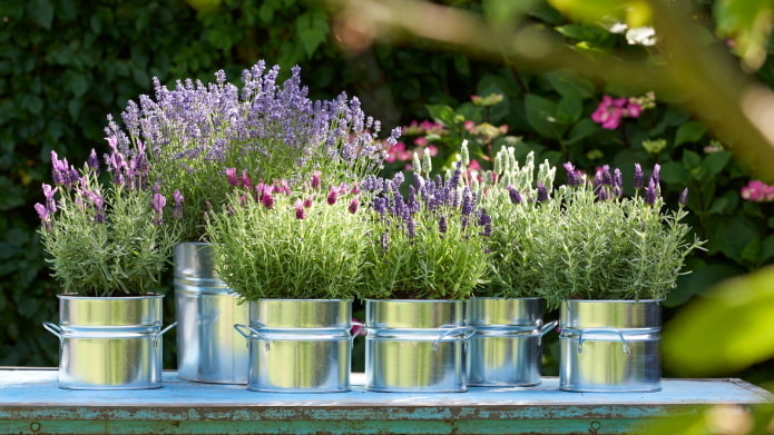 lavendel in een pot buiten