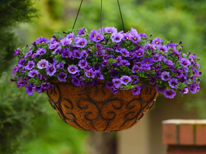 calibrachoa in een pot buiten