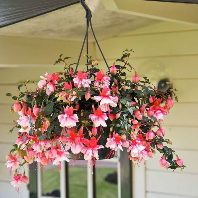 fuchsia in een bloempot buiten