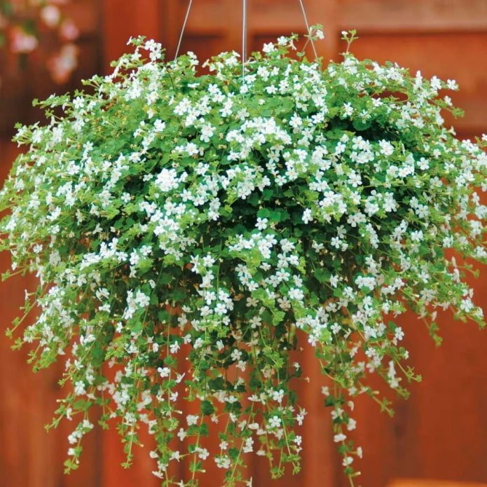 bacopa in een bloempot buiten