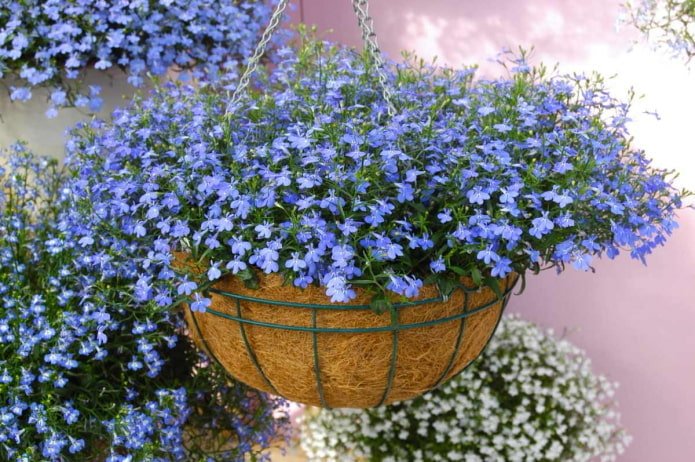 lobelia in een bloempot voor buiten