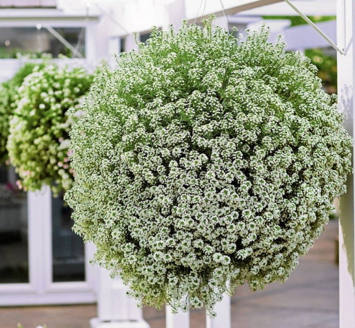 Alyssum in een bloempot voor buiten
