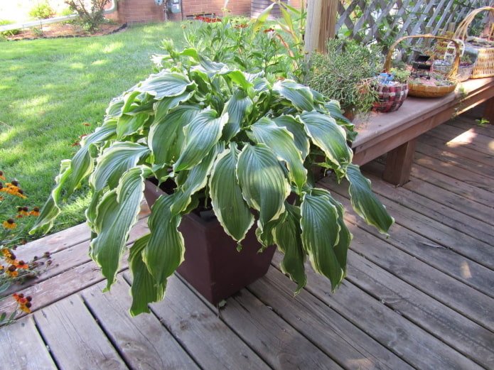 hosta in een bloempot voor buiten