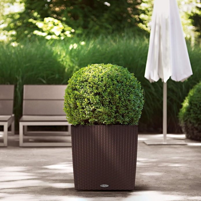 thuja in een bloempot buiten