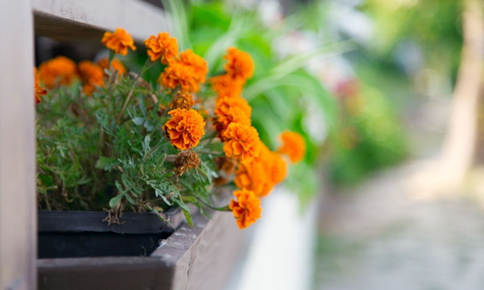 goudsbloemen in een doos