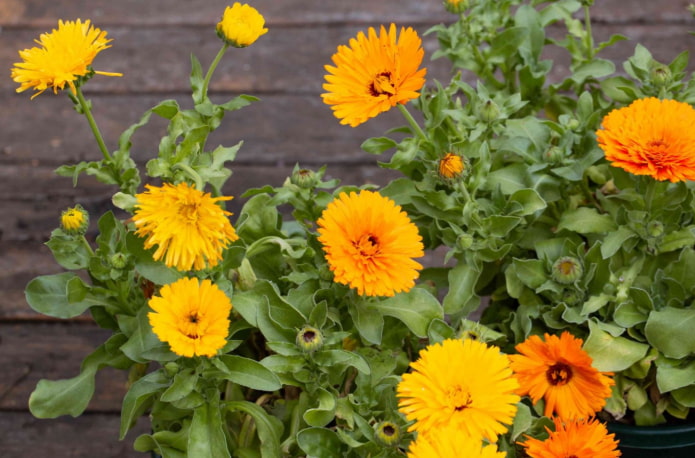 calendula voor een open balkon