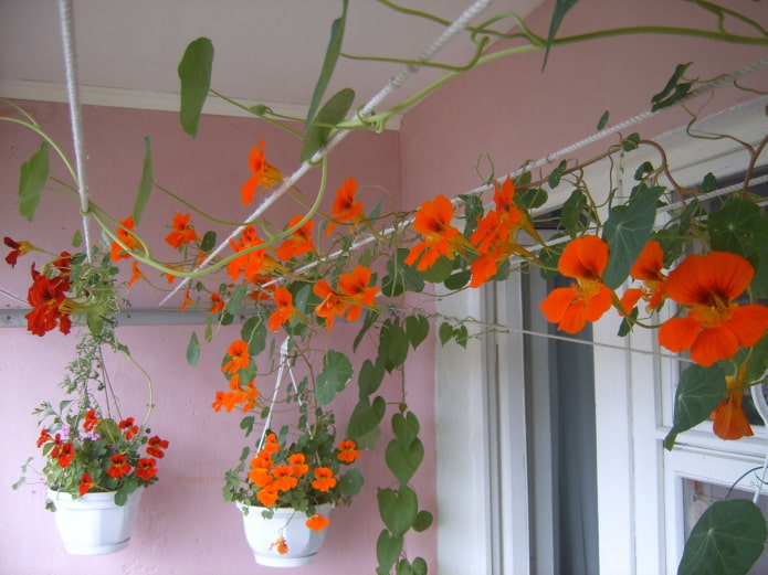 soorten Oost-Indische kers