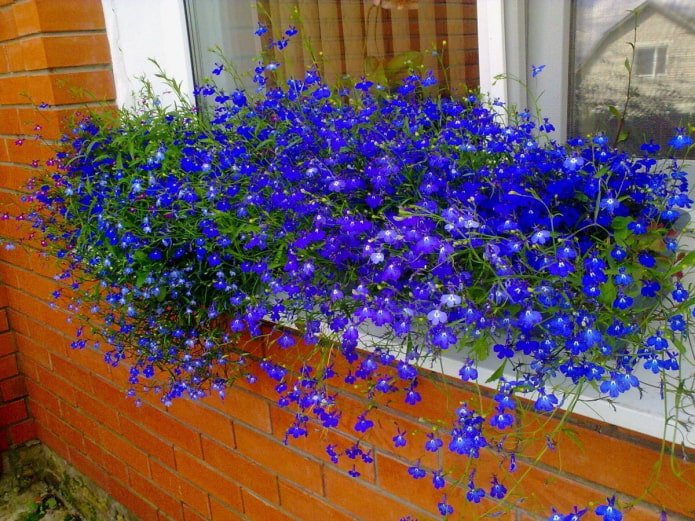 lobelia op de vensterbank