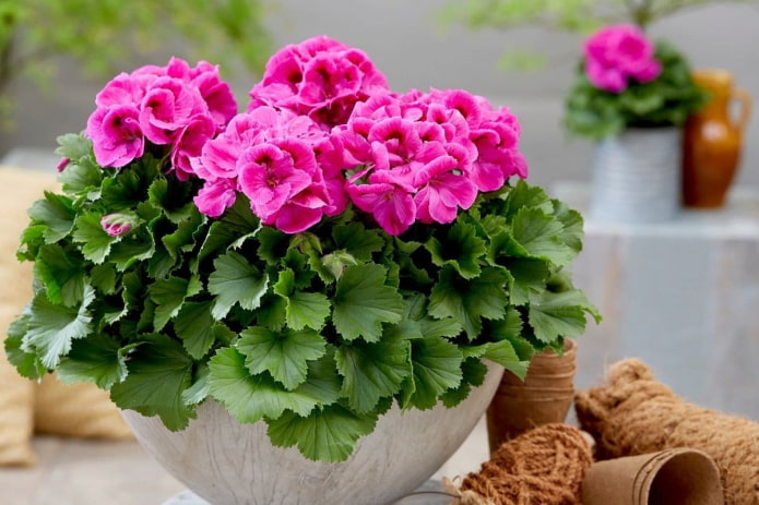 roze geranium in een bloempot