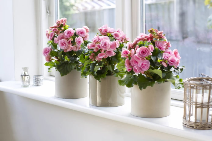 bloeiende begonia