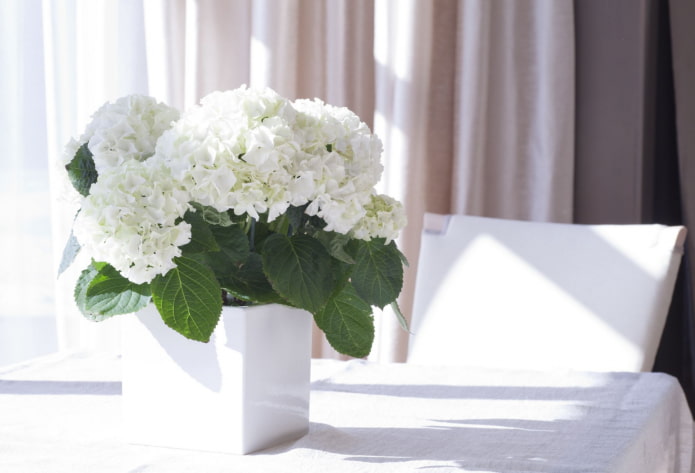 hoe hortensia bloeit