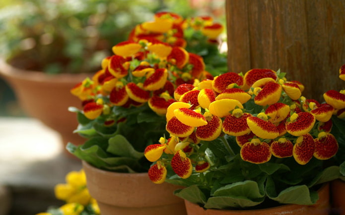 calceolaria kweken