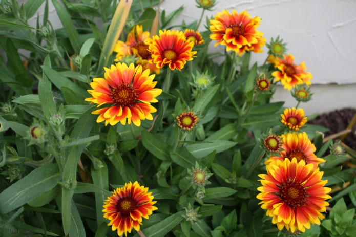 planten voor een zuidelijk balkon