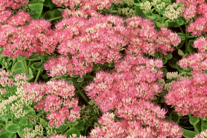 hoe sedum bloeit