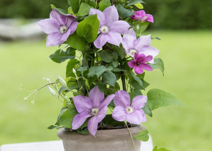 clematis kweken in een pot