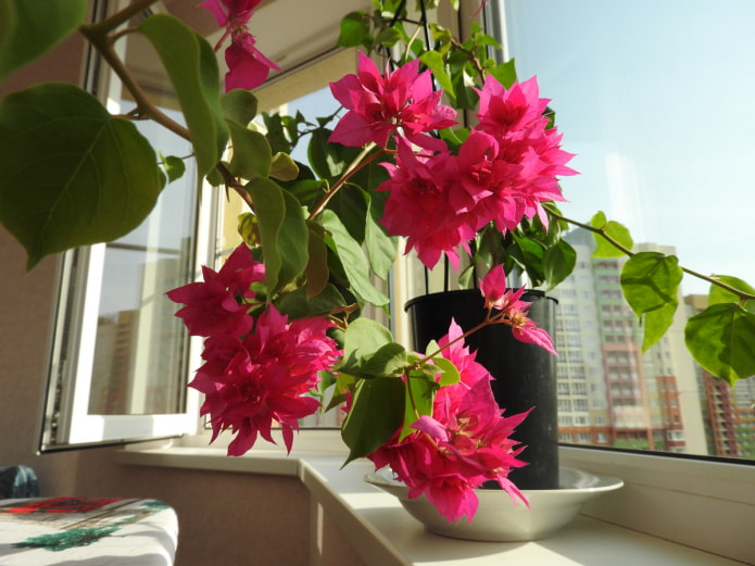 kamerbougainvillea