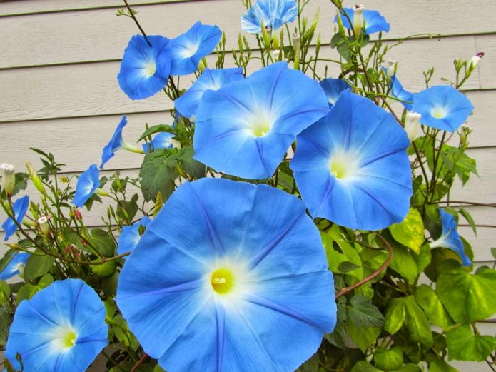blauwe ochtendglorie