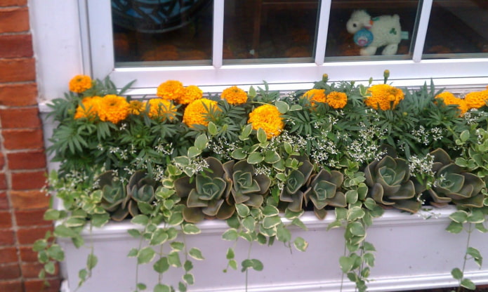bloemperk op het balkon