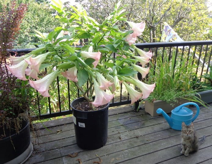 datura in een pot