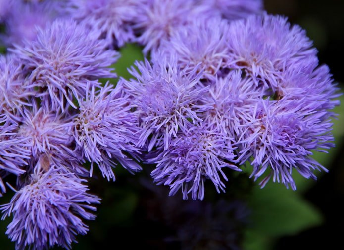 hoe ageratum bloeit