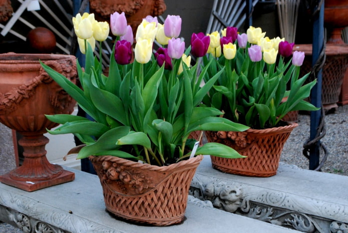 tulpen kweken