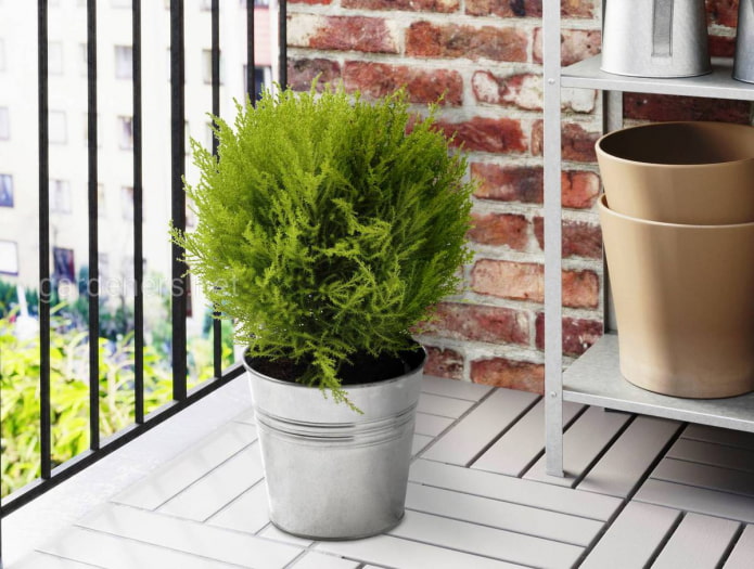 conifeer voor op het balkon