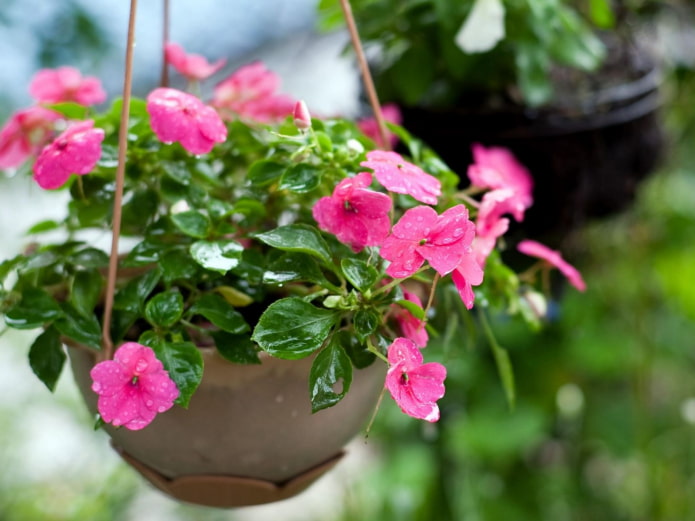 balsem in een hangende bloempot