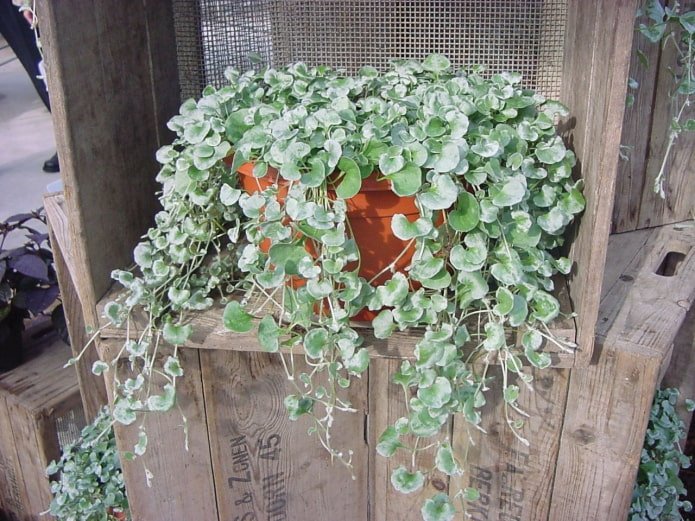 hangplant voor op het balkon