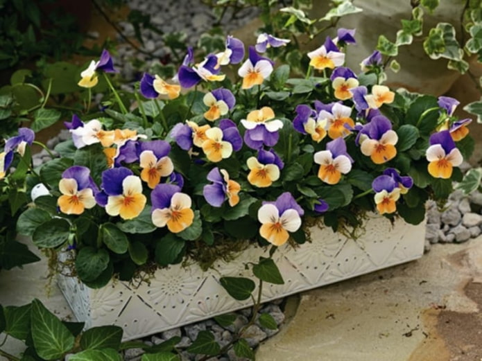 Viooltjes
