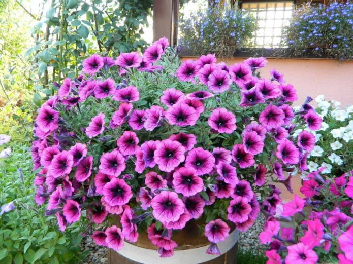 Hybride petunia