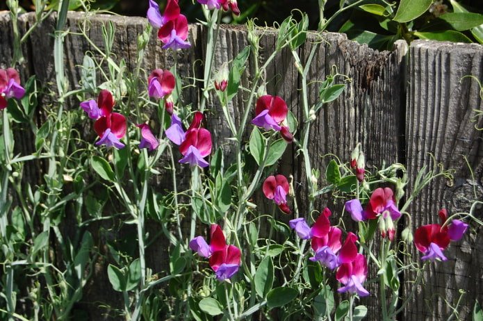 Sweet pea