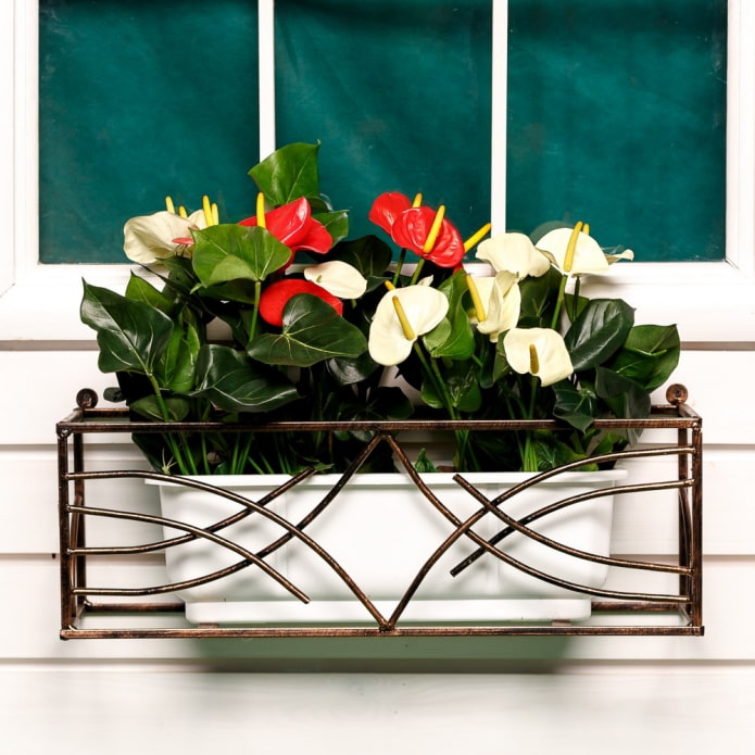 bloemperk buiten het raam