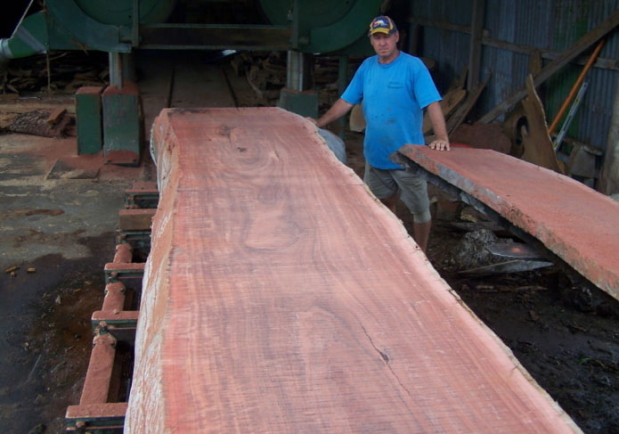 Amazon jarrah cut