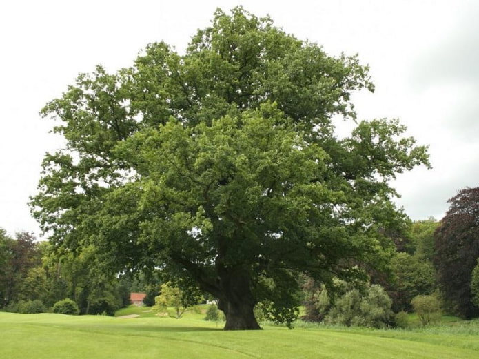 Duurzaam eikenhout