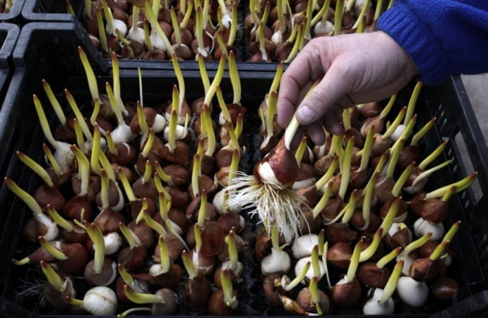 tulpenbollen om te forceren