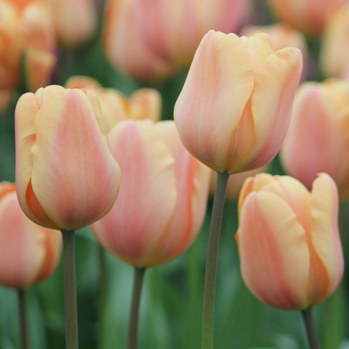 tulip Apricot Beauty