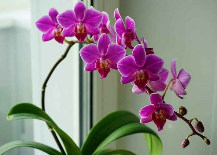 orchideebladeren