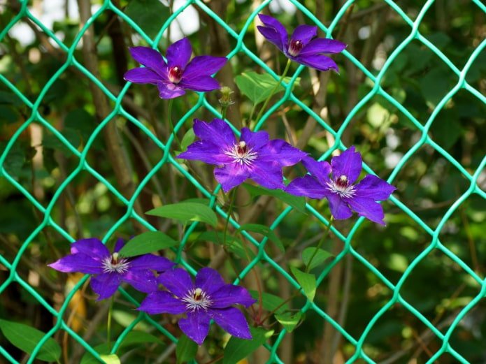 clematis op een gaashek