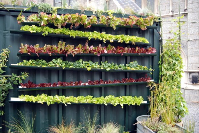 Tuin en moestuin op de schutting