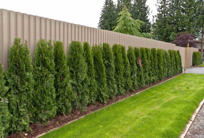 Thuja's langs een schutting van golfkarton