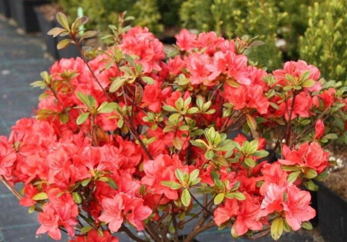 Japanse azalea