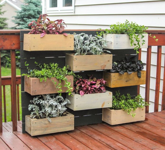 Decoratieve planten in bakken