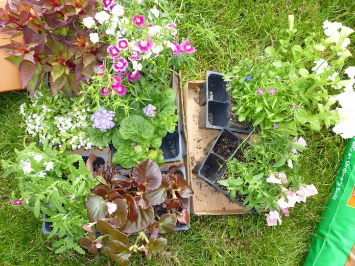 Planten