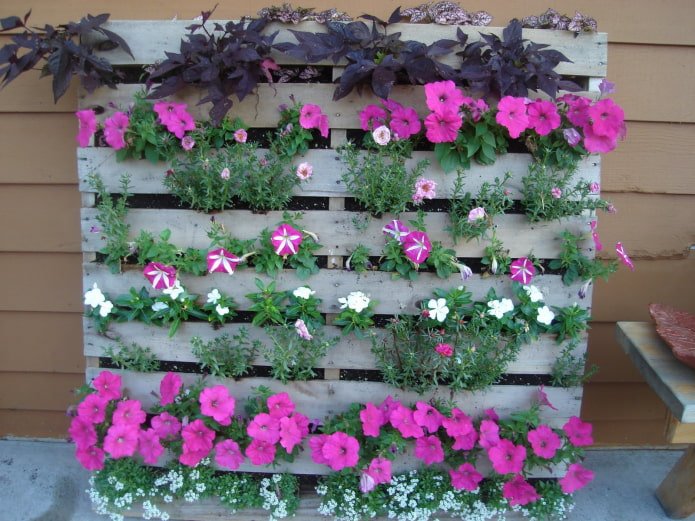 verticale houten bloemperk voor petunia's