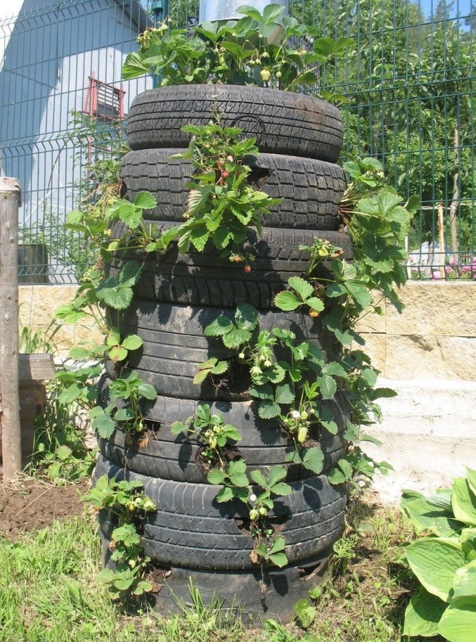 Aardbeien in banden
