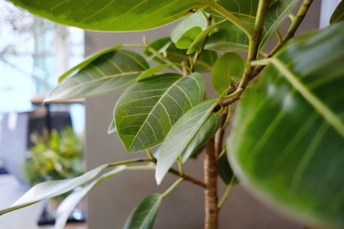 Ficus benghalensis